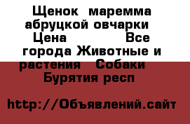 Щенок  маремма абруцкой овчарки › Цена ­ 50 000 - Все города Животные и растения » Собаки   . Бурятия респ.